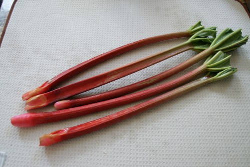 Beautiful red rhubarb-- discard the leaves!  They're poisonous.